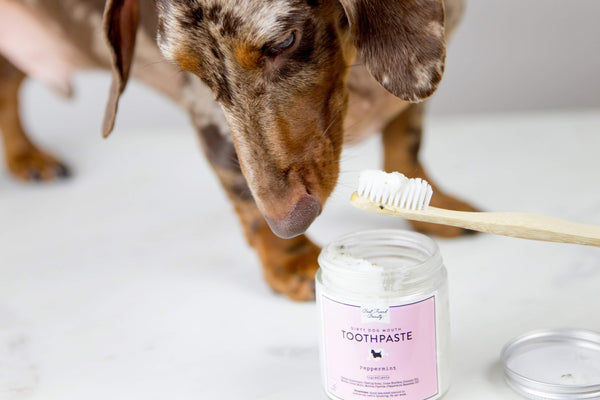 Non toxic dog toothpaste cheap